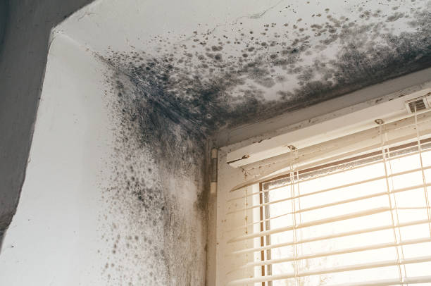 Affordable Black Mold Remediation solutions in Mifflin, PA